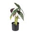 Spotted Begonia Faux Plant - Green